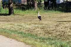IMG-20240529-WA0043