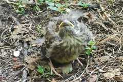 IMG-20240529-WA0159